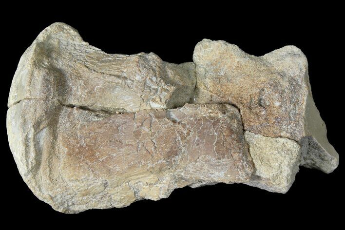 Mosasaur (Platecarpus) Vertebra - Kansas #122003